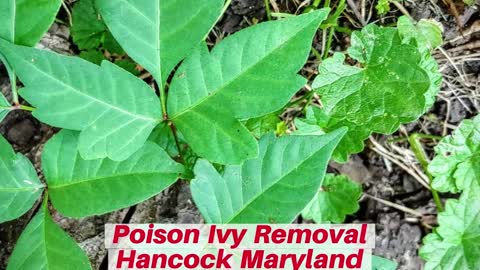 Poison Ivy Hancock Maryland Landscape Company