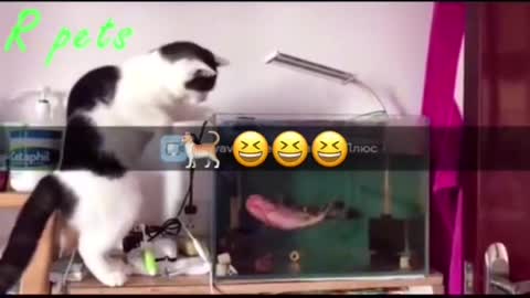 Cat plays with fish😍😍😍🤣