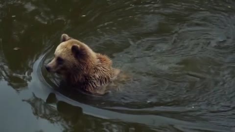 Bear swimming.