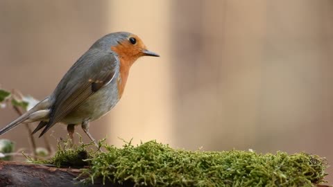 Robin on a stump