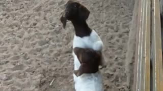 Little baby doing the cat walks for his bottle milk