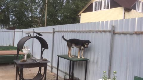 Cute Doggy Peeks Into The Neighbor's Window