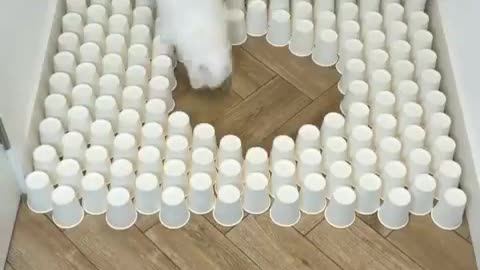 What this cat is doing is unbelievable and amazing