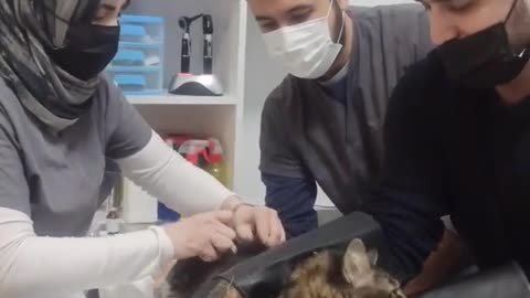 This time the doctor is treating my cat in a very excited moment