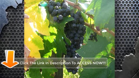 Hidden Aspects To Growing Grapes