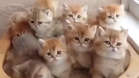 Cute cat Video Viral😱
