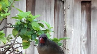 #Back Yard Birds Hawai’i Momma2 visit