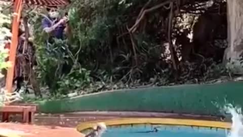 Monkeys jump into the pool