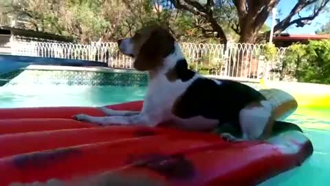 Eager Beagle dog enjoying her float without getting her paws wet!