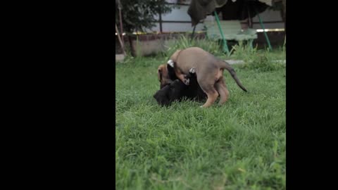 Funny Dog Videos | best dogs fight| #shortvideo | #18 🐕