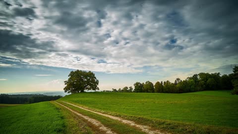 Tree Clouds & Greenery | Free stock footage | Free HD Videos -