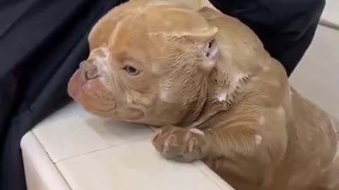 Adorable Baby Pitbull Takes a Bath