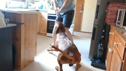 An Example of Rhodesian Ridgeback Devotion