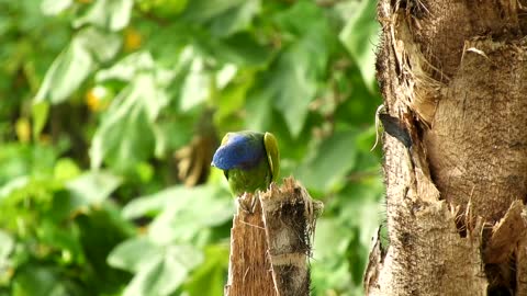 hairy-woodpecker-bird-woodpecker