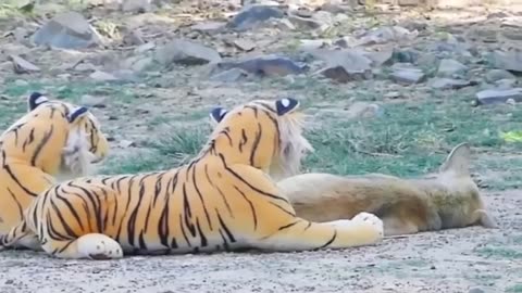 Big Fake Tiger Dog Prank - Fake Tiger Dog Snake Prank Funny -try not to laugh
