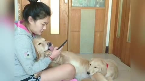 Cute dogs And Funny Animals compilation Jealous golden retriever dog 😂😊 - Cute Animals