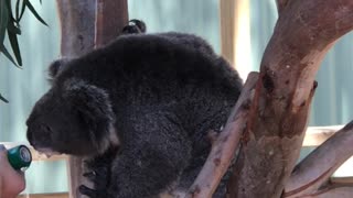 Sanctuary Staff Offers Thirsty Koala Water