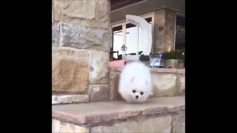 White dog Falling Down Stairs