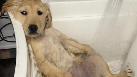 This puppy perfectly demonstrates relaxation at its finest