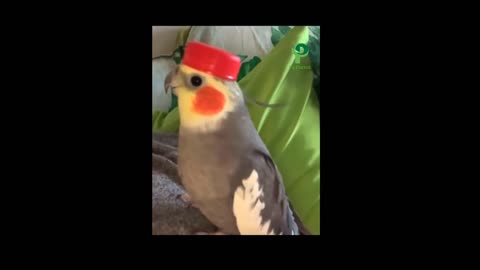 Capped Cockatiel Singer