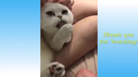 Funny pets videos 3 - compiled