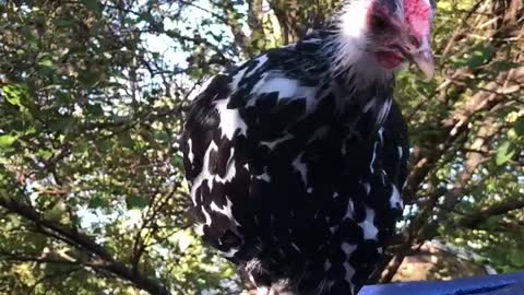 Chicken Swipes Lunch from Cat