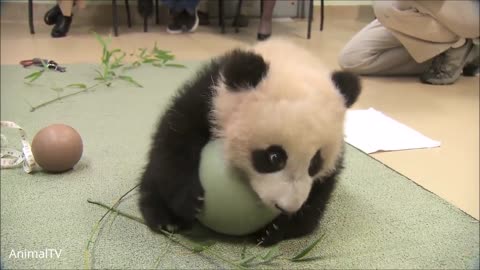 Most Adorable Panda - CUTEST cute panda