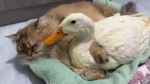 So funny and cute😂!The duck went all out to find the kitten and let the cat hold him close to sleep