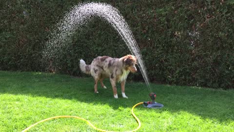 Australian Shepherd Discovers How To Play With Lawn Sprinkler