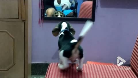 Puppy gets confused by mirror