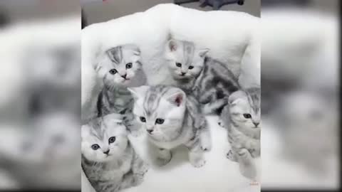 Cute kittens 😗😙😚😚😙😗😘😍😘😍😘😍😚😙😗😙😚😚😙😗😙😚😙😘😍