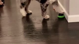 Puppy Stops Playing With Toy To Tell Owner Her Loves Her