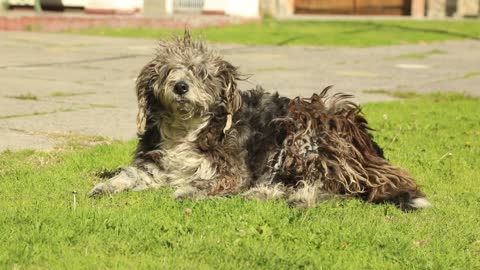 A funny dog is very talented and makes a role video