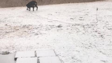Rottweiler experiences snow