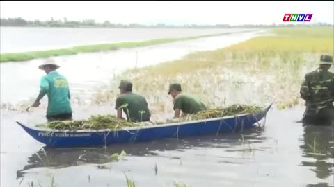 cứu lúa cứu lúa cứu lúa