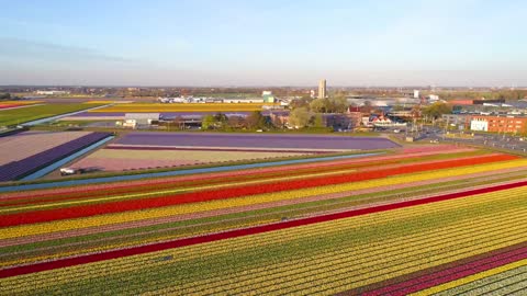 Beautiful Hyacinths and Tulips Bloom in Holland