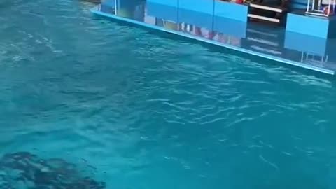 Beutifull Dolphin playing