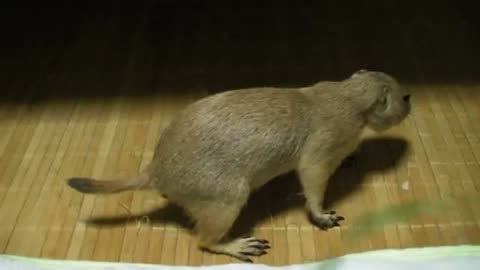 Belyashik plays with green grass