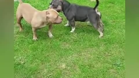 dogs doing a lot of fun