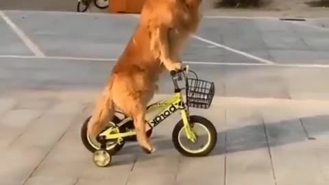 Dog learnt to ride a bike 🚴‍♀️