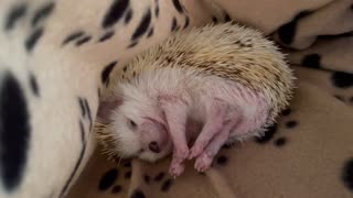 Hedgehog Stretches Before Starting Routine