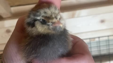 Baby Ameraucana Chicks!!! 03.2021