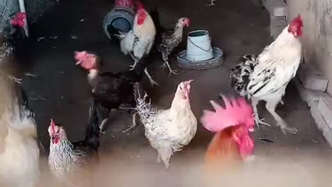 mazing video status viral hog #aseel #fyp #shorts #viral #rooster #india