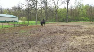 Beautiful Friesian mare running up hill