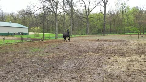 Beautiful Friesian mare running up hill