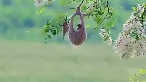 Beautiful birds nest