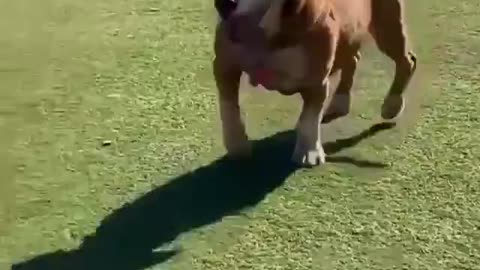 very happy dog ​​dancing in the park
