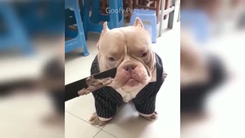 Must watch | Funny Dog Video..!