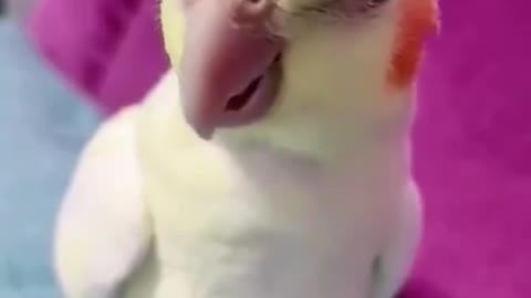 small cute baby bird tries to sleep