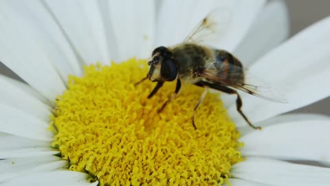 Bee On A Flower collecting pollen